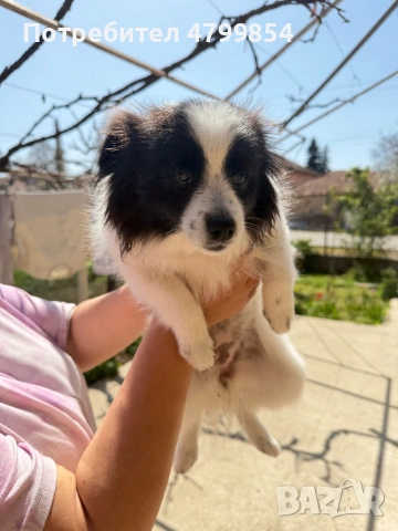 Мини шпиц - померан 