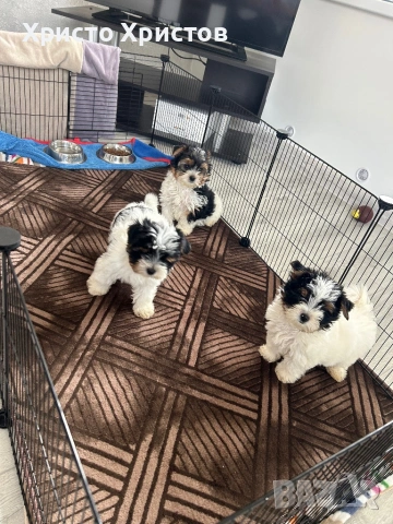 Бивер йоркширски териер, снимка 2 - Йоркширски териер - 54012330