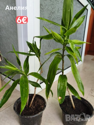 Драцена Dracaena reflexa, снимка 4 - Стайни растения - 55045758