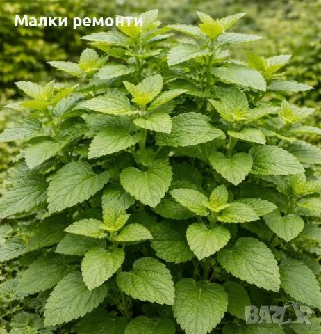 Маточина разсад
