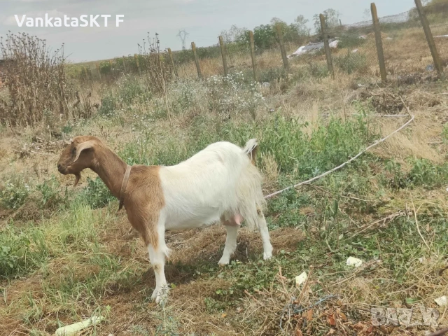 Женска Козичка!, снимка 2 - Кози - 55219113