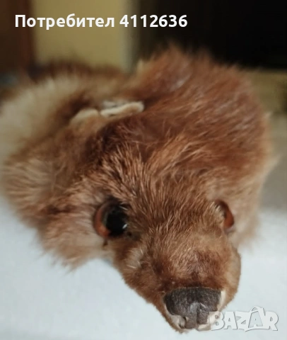 Яка от обработена кожа на белка, снимка 7 - Шалове - 54904569