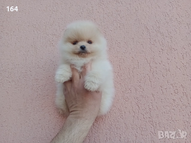 Женски Померан. Реални снимки!, снимка 7 - Померан - 54142046