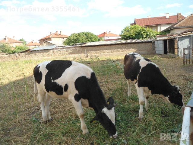 продавам 2 бр женски телета, снимка 2 - Крави - 54989100