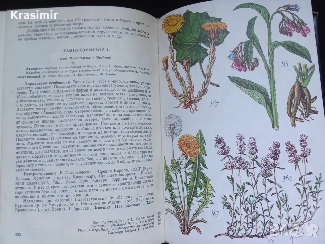 Две книги за билките в България, снимка 9 - Енциклопедии, справочници - 55423974