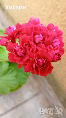 Сортово мушкато Pelargonium Plum Rambler / Зонално мушкато , снимка 4 - Стайни растения - 55133213