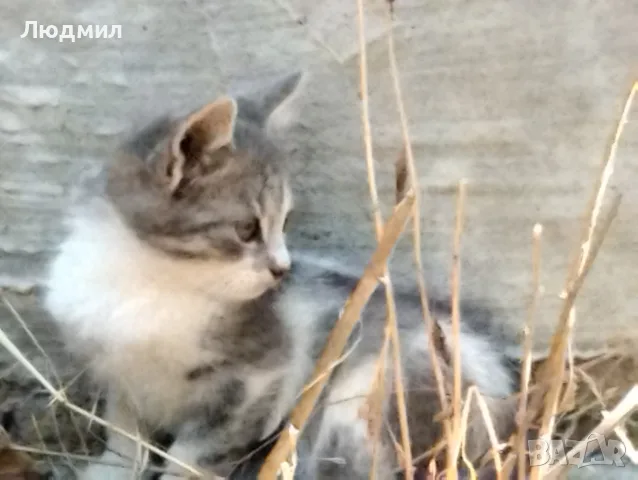 Котета подарявам!!!, снимка 6 - Други - 55702226