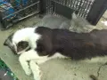 подарявам малки котенца, снимка 4