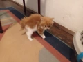 Продавам персийски котенца , снимка 5