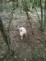 Логото куче за трюфели, снимка 10