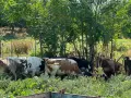 Продавам крави и телета с. Брест област Плевен, снимка 2