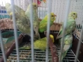 Продавам вълнисти папагали, снимка 7