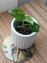 Мини растения - епипремнуми, дяволски бръшлян,монстера, сингониум, фикус бенджамин, снимка 7
