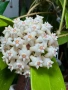 Hoya Хоя Parasitica Gps 206, снимка 1