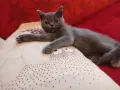 мъркащ сладур писана, снимка 1