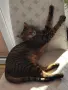 Търси се любящ дом за котка Ася, снимка 3