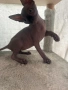 Чистокръвни котенца-Канадски Сфинкс, снимка 2