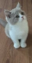 Британски котки , снимка 2