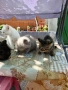 Продавам Британчета , снимка 3