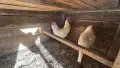 Кокошки Легхорн , снимка 2