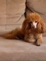 Той Пудел / Toy Poodle, снимка 4
