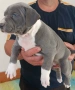 PITBULL XL, снимка 2