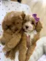 Момиченце и момченце малтипу, снимка 3