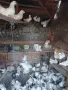Продавам дракони,мардини и фенерлии., снимка 6