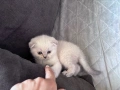 Шотландски/ британски котета , снимка 6