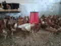 Тетра ярки на 3 месеца , снимка 1