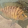 Calvus yellow, снимка 1