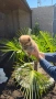 Померан pomeranian, снимка 4