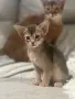 Абисинско котенце , снимка 6