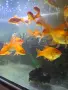 Езерни златни рибки , снимка 2