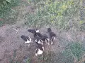 Малки неми патета, снимка 1