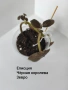 еписция, снимка 2