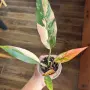 Philodendron Caramel Marble Variegata, снимка 2
