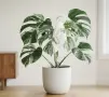 Monstera White Monster, снимка 1