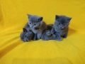 Котета - порода Руска синя котка !, снимка 9