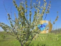 Черешова градина в Димитровград, кв. Черноконево, снимка 1