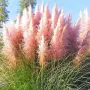 Пампаска трева розова, Cortaderia Sellona Roseа, снимка 3