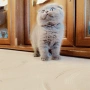 Шотландски котенца, снимка 4