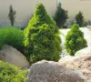 🌲🌲🌲 Picea glauca 'Conica' – Декоративен смърч Коника (джудже), снимка 2