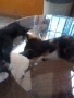 подарявам малки котенца., снимка 4