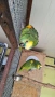 Папагали Синьочела амазона/бебета, снимка 8