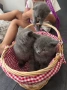 Шотландски и британски котета, снимка 8