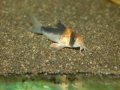 Сомче, сомче corydoras duplicareus, снимка 3
