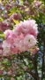 Японска Вишна Канзан, Сакура, Prunus Serrulata Kanzan, снимка 5