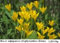Жълт зефирантес (Zephyranthes citrina) – луковички, снимка 1