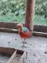Червенозлатен мъжки фазани, снимка 4